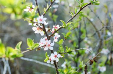 Ağaç dalında kayısı çiçekleri.