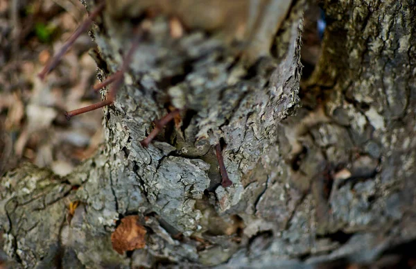 Fond Bois Écorce Arbre Avec Des Clous — Photo