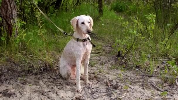 Chien Laisse Dans Forêt Caniche Royal Blanc Attaché Arbre Attend — Video