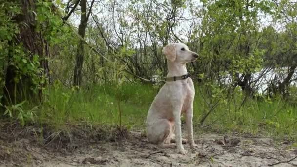 在森林里用皮带牵着狗 一只绑在树上的白色皇家狮子狗正在等待着 — 图库视频影像