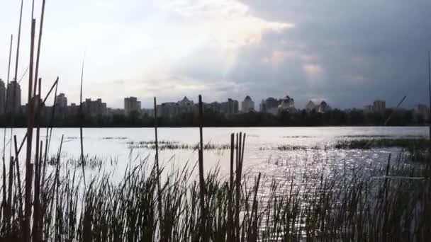 Reeds Jovens Oscilam Água Rio Cidade — Vídeo de Stock