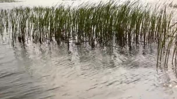 年轻的芦苇在城里的河里摇曳着 — 图库视频影像