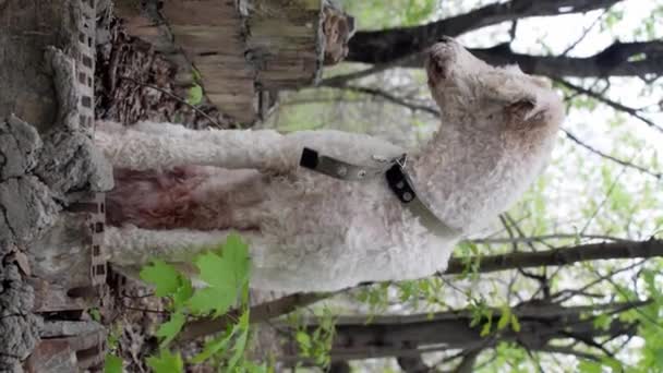 Cão Está Sentado Floresta Great Royal Poodle Vídeo Vertical — Vídeo de Stock