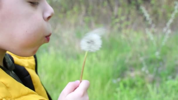 Chico Está Soplando Diente León — Vídeos de Stock