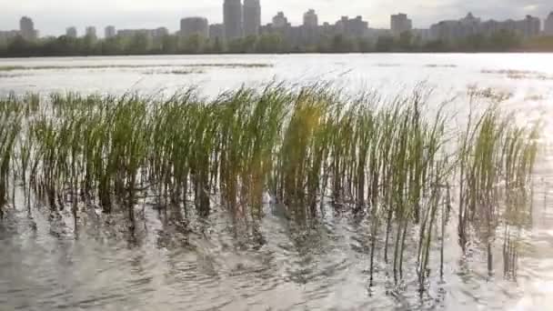 Cañas Jóvenes Balancean Agua Río Ciudad — Vídeos de Stock