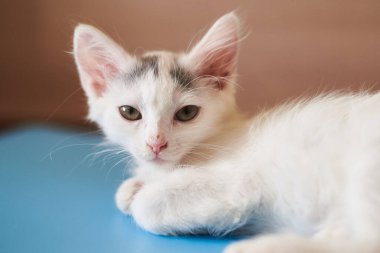 Mavi arka planda beyaz kedi yavrusu.