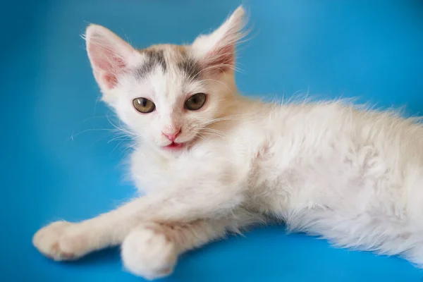 White Kitten Blue Background — Stock Photo, Image