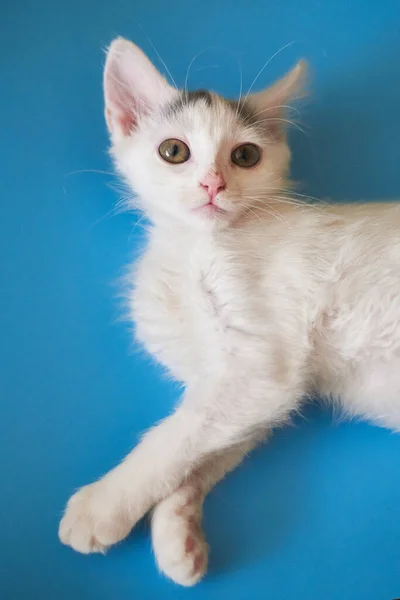 White Kitten Blue Background — Stock Photo, Image