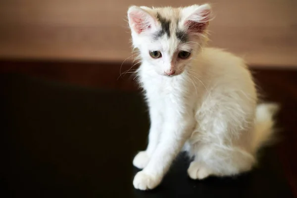 White Kitten Sits Black Background — Stock Photo, Image