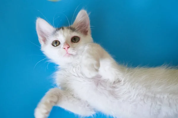 White Kitten Blue Background — Stock Photo, Image