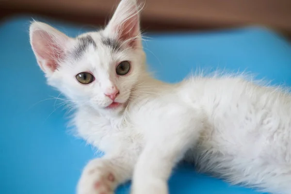 White Kitten Blue Background — Stock Photo, Image