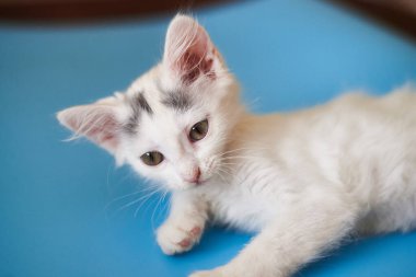 Mavi arka planda beyaz kedi yavrusu.