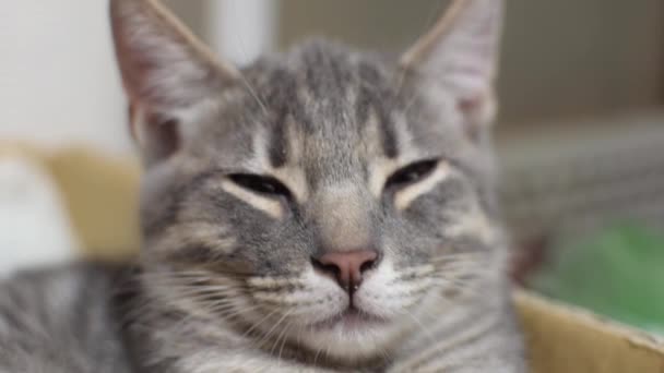 Uyuyan Kedi Gözler Kapalı — Stok video