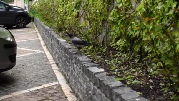 Een Jonge Kraai Springt Grond Vogel Kan Niet Vliegen — Stockvideo