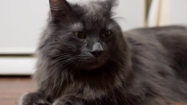 Сірий Великий Кіт Довгим Волоссям Крупним Планом — стокове відео