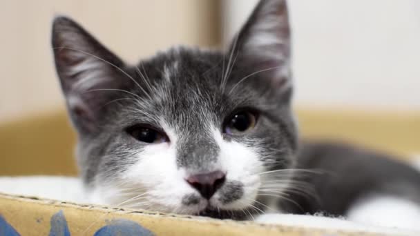 Gato Dormido Cansado Los Ojos Cierran — Vídeo de stock