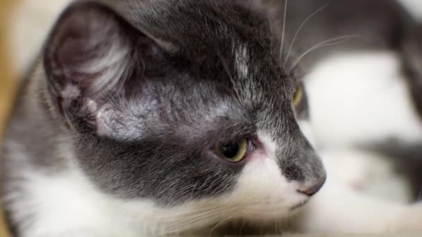 Gatto Addormentato Stanco Gli Occhi Chiudono — Video Stock