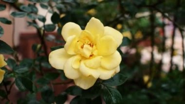 Sarı güller rüzgarda sallanıyor.