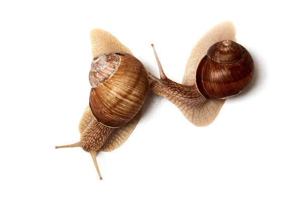 白色背景上有两只蜗牛 孤立无援关系 爱情的概念 — 图库照片