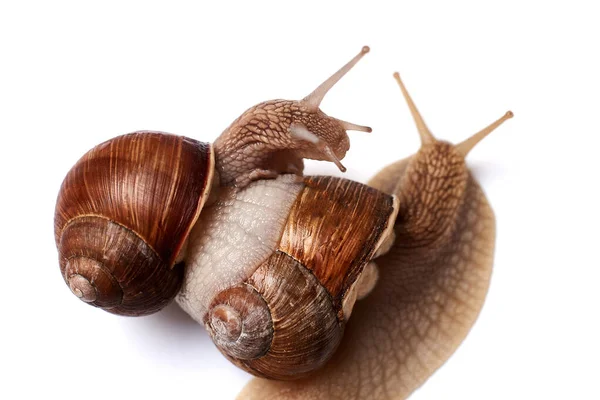 白色背景上有两只蜗牛 孤立无援关系 爱情的概念 — 图库照片