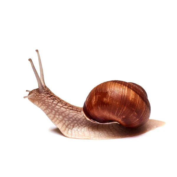 Caracol Sobre Fondo Blanco Aislado —  Fotos de Stock