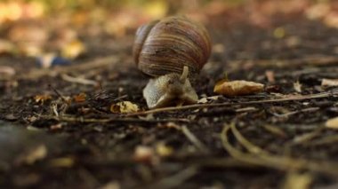 Salyangoz yerde sürünüyor..