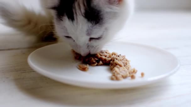 一只小白猫在浅色背景下吃盘子里的食物 — 图库视频影像