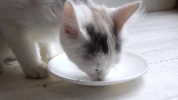 Кошеня Прибирає Тарілку Після Смачної Їжі — стокове відео