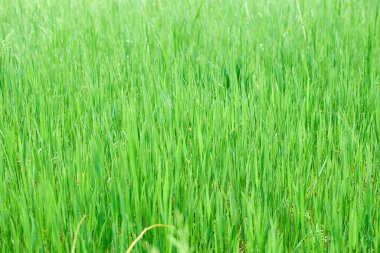 Kalın yeşil çimenler. Arkaplan olarak kullanılabilir.