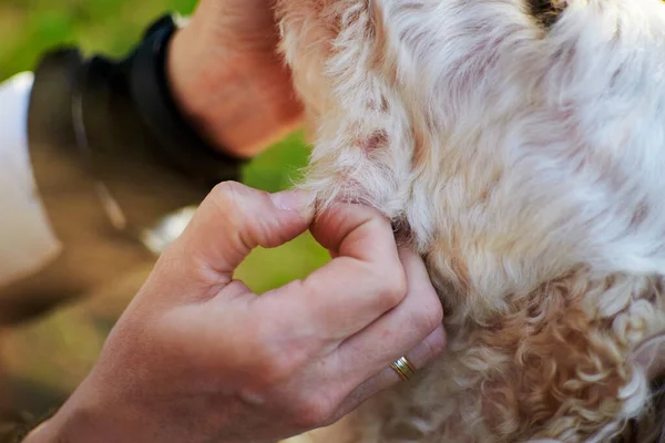 Bir köpekte kene ara. Bir kadın parkta bir köpeği muayene ediyor..