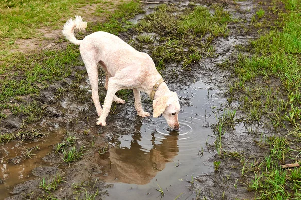 Cão Bebe Água Uma Poça — Fotografia de Stock