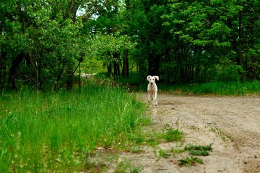 Köpek ormanda yol boyunca koşar. Büyük kraliyet kanişi evrim geçirecek..