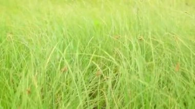 Yeşil çimenler rüzgardan sallanıyor sahada.