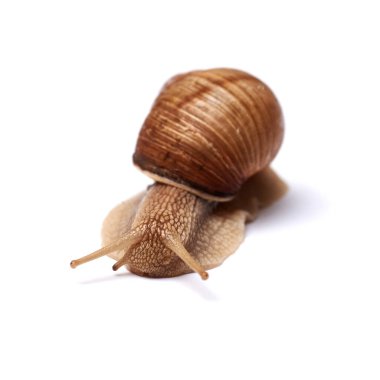 Beyaz arka planda salyangoz. İzole edilmiş.