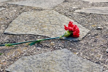 Karanfil çiçeği betonun üzerine serilmiş. Anma tabağında çiçek.