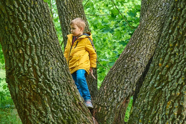 Мальчик Сидит Дереве Активность Отдых Свежем Воздухе — стоковое фото
