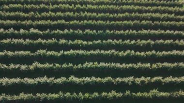 Gün doğumunda bağların arasında yürüyen işçilerin hava manzarası.