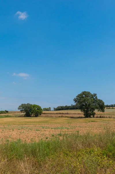 Типовий Ландшафт Emporda Каталонія Польська Сільській Місцевості Зібраний Урожай Поля — стокове фото