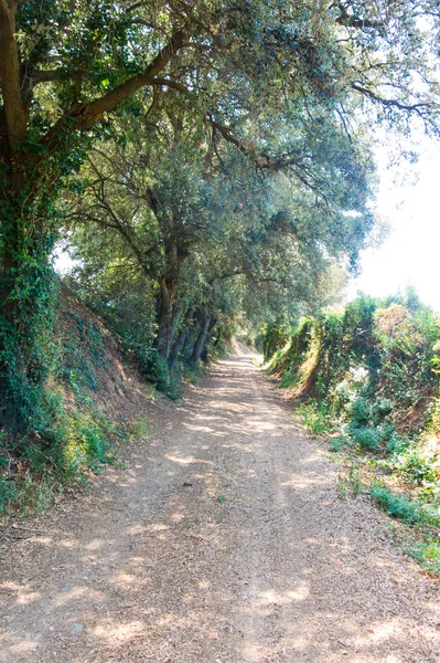 Nebenstraße Inmitten Der Katalanischen Landschaft Mediterrane Landschaft Der Provinz Baix — Stockfoto