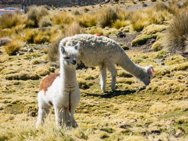 Lamalar Bolivya altiplanosunun bataklıklarında Uyuni Tuz Düzlüğü ve Sajama, Bolivya, Güney Amerika yakınlarında otlar.