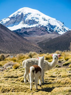 Llamas and alpacas graze in the mountains with Mount Sajama behind. Bolivia, south america clipart