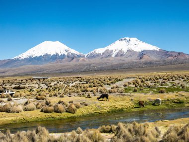 And Dağları manzarası, arka planda karla kaplı volkan ve Sajama Nehri yakınlarındaki dağlık arazide otlayan bir grup lama.