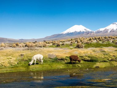 And Dağları manzarası, arka planda karla kaplı volkan ve Sajama Nehri yakınlarındaki dağlık arazide otlayan bir grup lama.