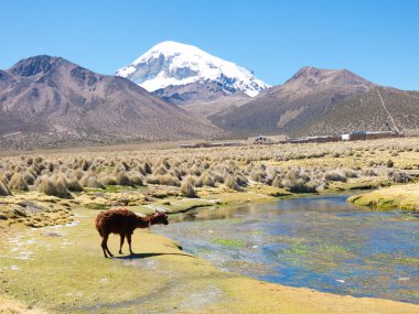 Lamalar ve alpakalar dağlarda otlarken Sajama Dağı arkasında. Bolivya, Güney Amerika