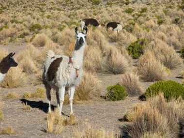 Lamalar Bolivya altiplanosunun bataklıklarında Uyuni Tuz Düzlüğü ve Sajama, Bolivya, Güney Amerika yakınlarında otlar.