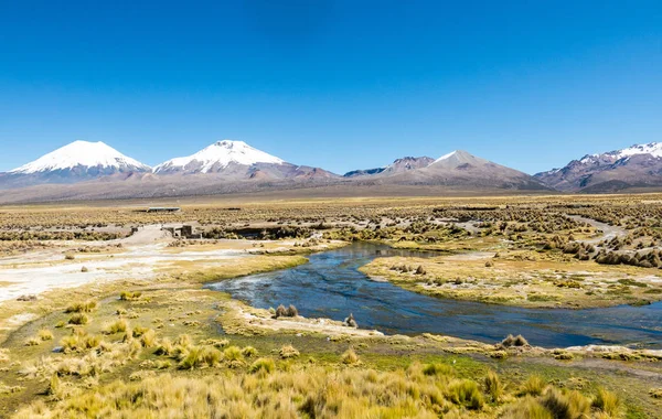 And Dağları 'ndaki yüksek And tundrası manzarası. And Dağları, Puna otlakları, Montan otlakları ve fundalıkların biyografisi..