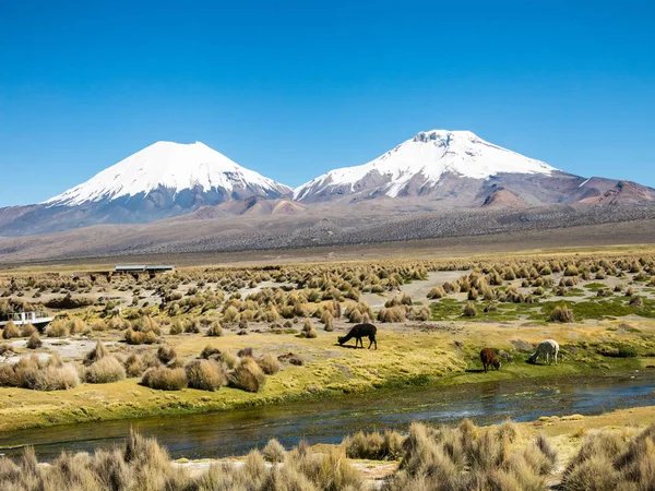 Paisaje Los Andes Con Volcán Cubierto Nieve Fondo Grupo Llamas — Foto de Stock