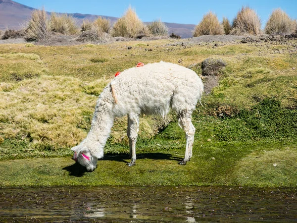 Llamas Pastan Través Pantanos Del Altiplano Boliviano Cerca Del Salar — Foto de Stock