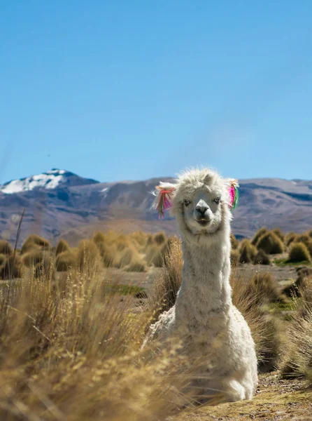 Llamas Pastan Través Pantanos Del Altiplano Boliviano Cerca Del Salar — Foto de Stock