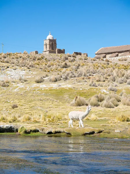 Llamas Pastan Las Montañas Con Pueblo Sajama Detrás Bolivia América — Foto de Stock